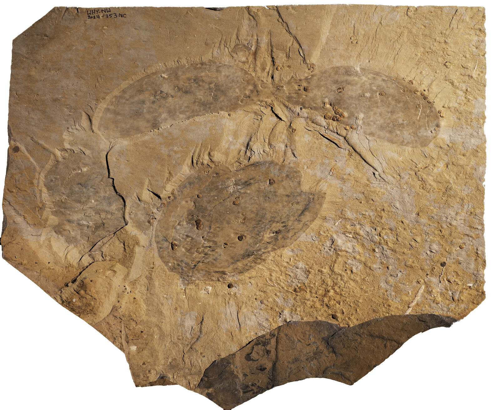 Giant 'swimming head' creature lived in our oceans 500 million years ago